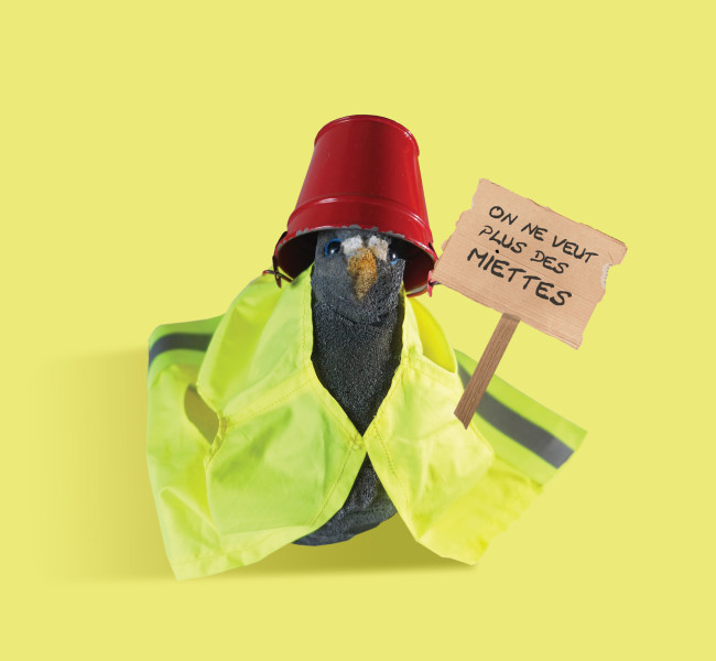 Pigeon Balade sur l'avenue